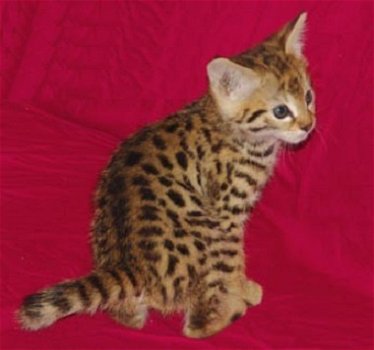 Savannah Kittens te koop - 2