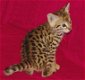 Savannah Kittens te koop - 2 - Thumbnail