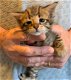 Savannah Kittens te koop - 3 - Thumbnail