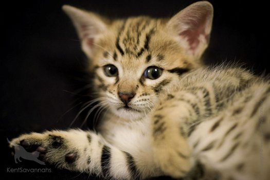 Savannah Kittens te koop - 4