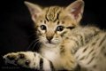 Savannah Kittens te koop - 4 - Thumbnail