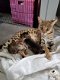 Savannah Kittens te koop - 5 - Thumbnail