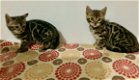Mooie Bengaalse kittens'' - 1 - Thumbnail