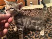 Bengaalse kittens beschikbaar.. - 1 - Thumbnail