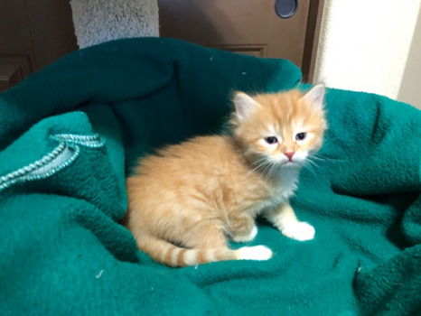 4 Traditionele Siberische kittens. - 1