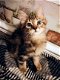 Traditionele Siberische kittens. - 2 - Thumbnail