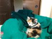 Traditionele Siberische kittens. - 3 - Thumbnail