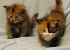 DRIE PUREBRED HYPOALLERGENISCHE KITTENS BESCHIKBAAR.