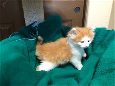 Hypoallergene Siberische kittens.