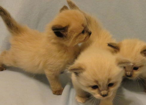 Schitterend Maine Coon Siberian Kitten. - 1