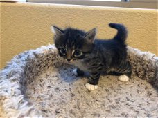 Speelse Siberische Kittens (9 weken oud)....,