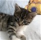 Super schattige Ragdoll kittens klaar!!!.. - 1 - Thumbnail