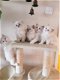 Ragdoll / Perzische kittens..,,,.....!.. - 1 - Thumbnail
