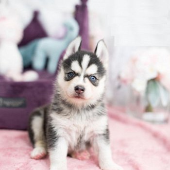 Schattige Pomsky-puppy's te koop - 2