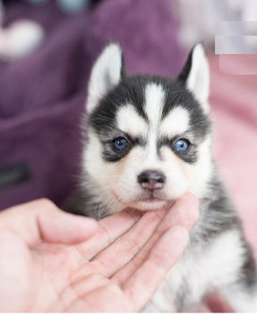 Schattige Pomsky-puppy's te koop - 4