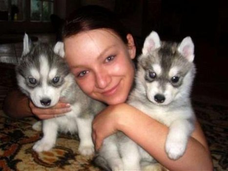 Twee Mooie Siberische Husky pups - 1