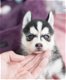 Pomsky-puppy's te koop - 3 - Thumbnail