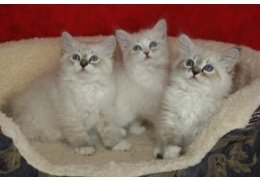 Siberische kittens - 1