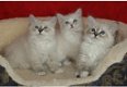 Siberische kittens - 1 - Thumbnail