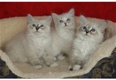 Siberische kittens