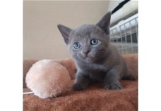 Volledige stamboom Russische blauwe kittens