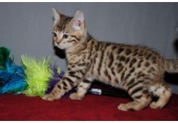 Leuke mannelijke en vrouwelijke Bengaalse kittens beschikbaar - 1