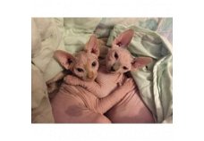 Mooie Sphynx kittens