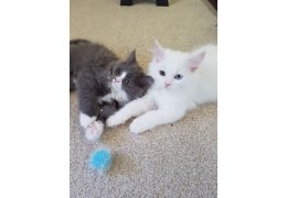 Maine Coon Kittens - 1