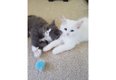 Maine Coon Kittens - 1 - Thumbnail