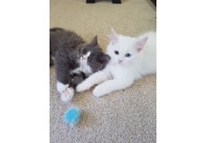 Maine Coon Kittens