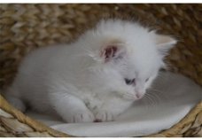 MOOIE PEDIGREE RAGDOLL KITTENS