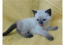 Uitstekende stamboom Birman Kittens