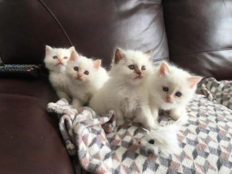 Drie Birman Kittens beschikbaar. - 1