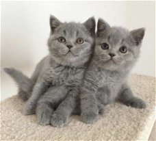 Blauwe Britse korthaar Kittens beschikbaar