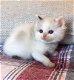 Mooie Ragdoll Kittens......!!..! - 1 - Thumbnail