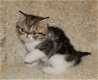 Exotische kittens voor nieuwe huizen - 1 - Thumbnail