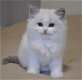 Stamboom Ragdoll Kittens, - 1 - Thumbnail