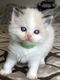 Ragdoll Mix kittens beschikbaar....!!! - 1 - Thumbnail