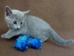 Volledige stamboom Russisch blauwe kittens beschikbaar - 1 - Thumbnail