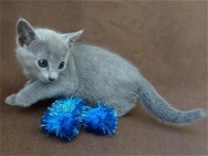 Volledige stamboom Russisch blauwe kittens beschikbaar