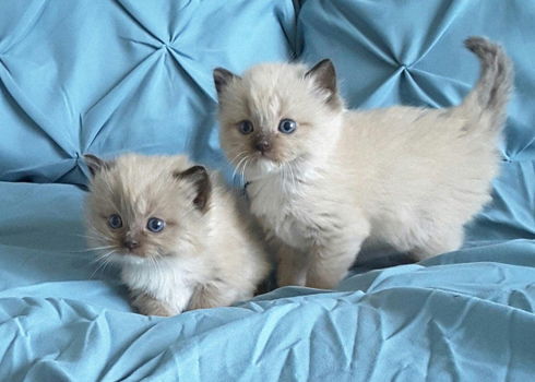 Mis dit niet Ragdoll Cross kittens!!!! - 1