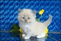 Rasecht Ragdoll / Perzische kittens!!! - 1 - Thumbnail