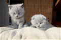 TICA geregistreerde Scottish Folds kittens beschikbaar - 1 - Thumbnail