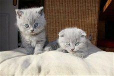 TICA geregistreerde Scottish Folds kittens beschikbaar
