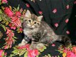 Aanbiddelijke Siberische hypoallergene katjes.! - 1 - Thumbnail
