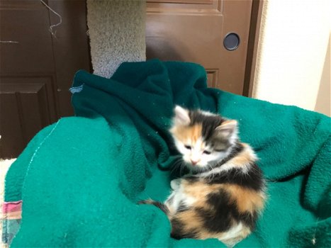 Bengaalse en Siberische mix kitten - 10 weken oud.! - 2