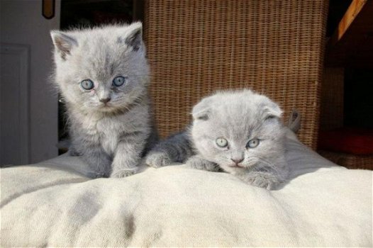 Hypoallergene showklasse Siberische kittens. - 1