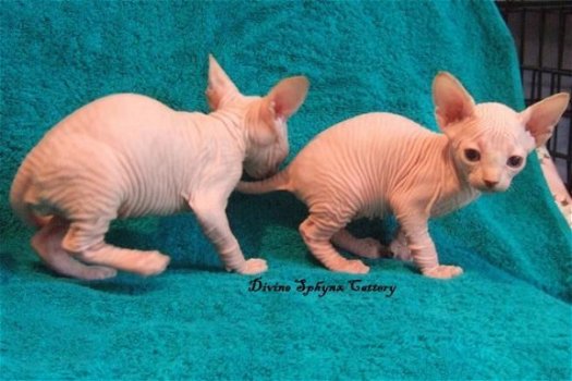 Schitterende Sphynx Kittens. - 1