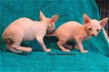 Schitterende Sphynx Kittens. - 1 - Thumbnail