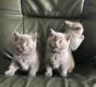 ...Britse korthaar kittens beschikbaar@... - 1 - Thumbnail